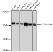 Hsc70/HSPA8 Rabbit mAb (A0415)