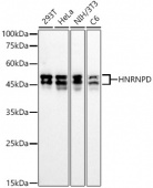 HNRNPD Rabbit mAb (A23281)