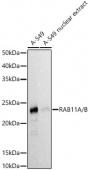 RAB11A/B Rabbit mAb (A20996)