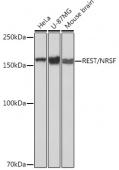REST/NRSF Rabbit mAb (A2415)