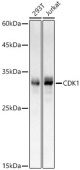 CDK1 Rabbit mAb (A22347)