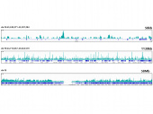 ESE1/ELF3 Rabbit mAb (A5236)
