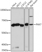 PAX7 Rabbit mAb (A4134)