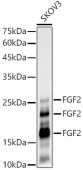 FGF2 Rabbit mAb (A22330)