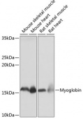 Myoglobin Rabbit mAb (A11368)