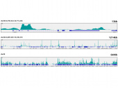 JunD Rabbit mAb (A5433)