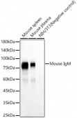 Mouse IgM Rabbit mAb (A23073)