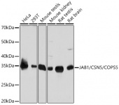 JAB1/CSN5/COPS5 Rabbit mAb (A4087)
