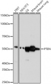 PTEN Rabbit mAb (A21892)