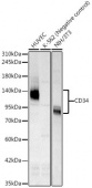 CD34 Rabbit PolymAb® (A23924)