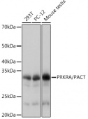 PRKRA/PACT Rabbit mAb (A8779)