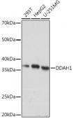 DDAH1 Rabbit mAb (A4591)