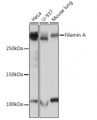 Filamin A Rabbit mAb (A3738)