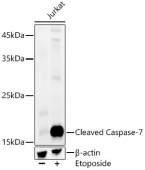 Cleaved Caspase-7 Rabbit mAb (A23154)