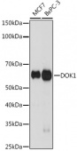 DOK1 Rabbit mAb (A19250)