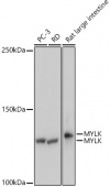 MYLK Rabbit mAb (A3835)