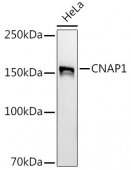 CNAP1 Rabbit mAb (A9391)