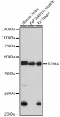 RGMA Rabbit mAb (A0865)