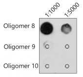 N6-methyladenosine / m6A Mouse mAb (A19136)