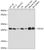 CDC42 Rabbit mAb (A19028)