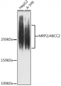 MRP2/ABCC2 Rabbit mAb (A9528)