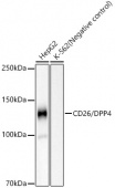 CD26/DPP4 Rabbit mAb (A23297)
