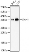 SIAH1 Rabbit mAb (A23247)
