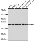 RACK1 Rabbit mAb (A3808)