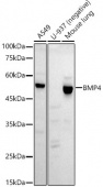 BMP4 Rabbit mAb (A21065)