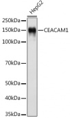 CEACAM1 Rabbit mAb (A11626)