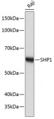 SHP1 Rabbit mAb (A19111)