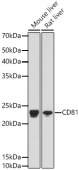 CD81 Rabbit mAb (A4863)