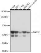 NAP1L1 Rabbit mAb (A6174)