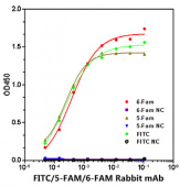 FITC/5-FAM/6-FAM Rabbit mAb (A20797)
