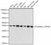 Prohibitin 2 (PHB2) Rabbit mAb (A9144)