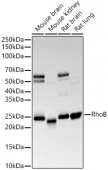 RhoB Rabbit mAb (A22258)