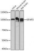 KIFAP3 Rabbit mAb (A5216)