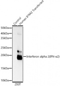 Interferon alpha 2 (IFN-α2） Rabbit mAb (A21263)