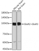 GluR2+GluR3 Rabbit mAb (A2754)