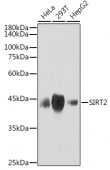 SIRT2 Rabbit mAb (A3967)