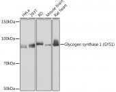 Glycogen synthase 1 (GYS1) Rabbit mAb (A8912)