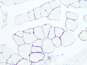 Dystrophin Rabbit mAb (A4746)