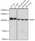 MVP Rabbit mAb (A1039)