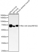 Rev-erb beta/NR1D2 Rabbit mAb (A22050)