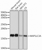 MAP1LC3A Rabbit mAb (A22428)