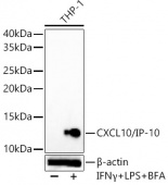 CXCL10/IP-10 Rabbit mAb (A21986)