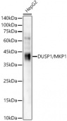 DUSP1/MKP1 Rabbit mAb (A22201)