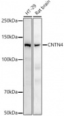 CNTN4 Rabbit mAb (A9317)
