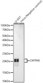 CMTM6 Rabbit mAb (A22250)