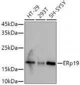 ERp19 Rabbit mAb (A9386)